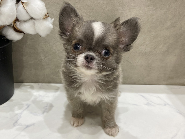 愛知県のチワワ(ロング) (ペッツファースト名古屋栄店/2025年10月22日生まれ/男の子/ブルーフォーンホワイト)の子犬