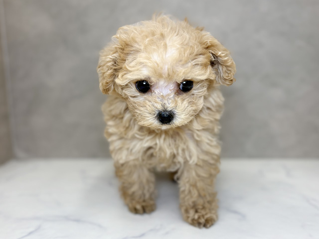 埼玉県のトイプードル(ティーカップ) (ペッツファーストPETEMOレイクタウンmori店/2025年10月26日生まれ/女の子/アプリコット)の子犬の1枚目の画像