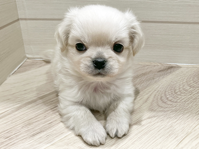 東京都のチワペキ/ペキチー/ペキチワ(チワワ×ペキニーズ) (ペッツファースト豊洲店/2025年10月27日生まれ/男の子/クリーム)の子犬の1枚目の画像