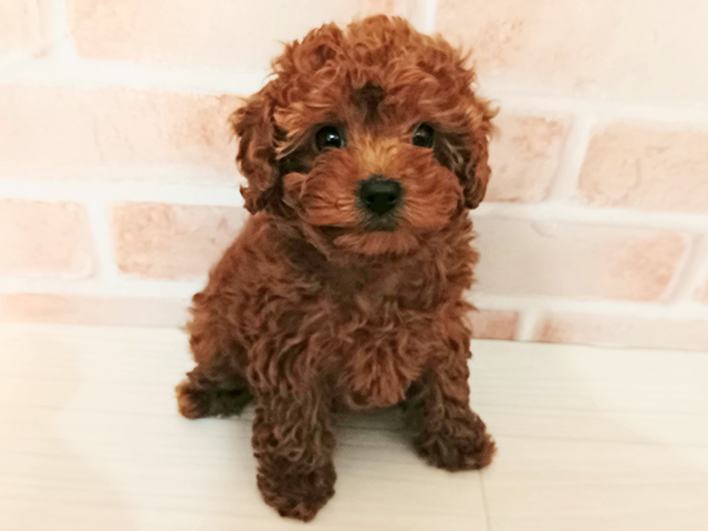 埼玉県のトイプードル(トイ) (ペッツファースト春日部店/2025年10月20日生まれ/女の子/レッドフォーン)の子犬