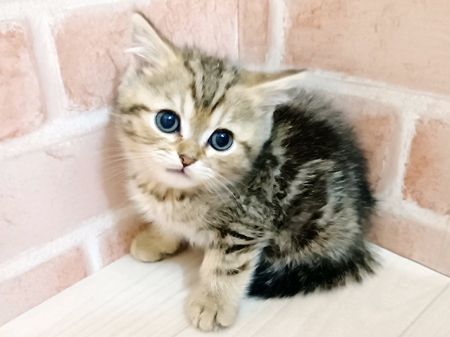 埼玉県のミヌエット (ペッツファースト春日部店/2025年10月30日生まれ/男の子/ブラウンタビー)の子猫