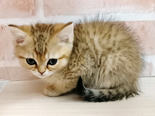 埼玉県のミヌエット (ペッツファースト春日部店/2025年10月30日生まれ/男の子/シェーデットゴールデンタビー)の子猫