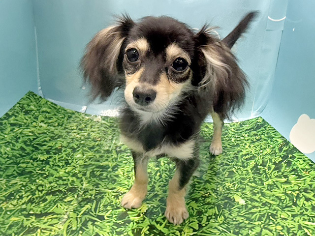 神奈川県のチワックス(チワワ×ダックス) (ペッツファースト湘南平塚店/2025年9月18日生まれ/女の子/ブラックタンホワイト)の子犬の1枚目の画像