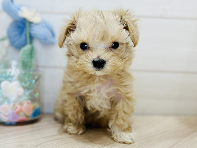 大阪府のマルプー(マルチーズ×プードル) (ペッツファーストららぽーと門真店/2025年10月28日生まれ/女の子/クリーム)の子犬の1枚目の画像