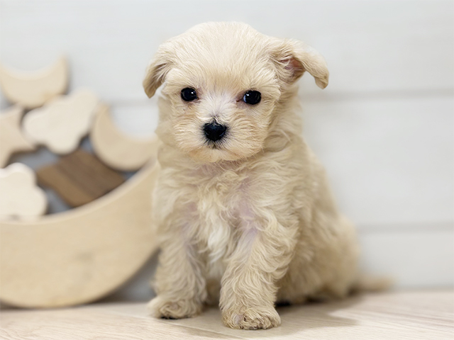 東京都のマルプー(マルチーズ×プードル) (ペッツファースト吉祥寺本店/2025年10月28日生まれ/女の子/クリーム)の子犬