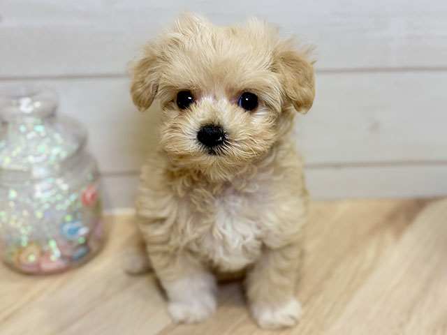神奈川県のマルプー(マルチーズ×プードル) (ペッツファースト川崎店/2025年10月28日生まれ/女の子/クリーム)の子犬の1枚目の画像