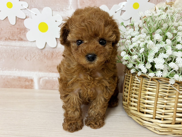 鹿児島県のトイプードル(タイニー) (ペッツファースト鹿児島店/2025年10月28日生まれ/男の子/レッド)の子犬の1枚目の画像