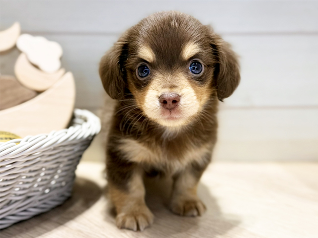 群馬県のチワックス(チワワ×ダックス) (ペッツファースト高崎店/2025年10月28日生まれ/男の子/チョコレートタン)の子犬