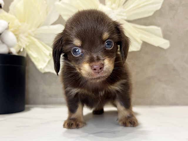 兵庫県のチワックス(チワワ×ダックス) (ペッツファースト神戸三宮センター街店/2025年10月28日生まれ/男の子/チョコレートタン)の子犬