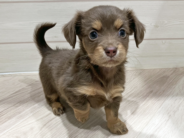 東京都のチワックス(チワワ×ダックス) (ペッツファースト豊洲店/2025年10月27日生まれ/女の子/チョコレートタン)の子犬の1枚目の画像