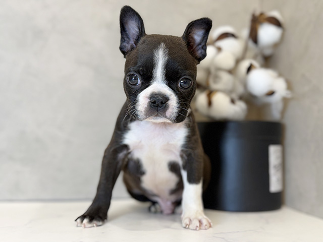 東京都のボストンテリア (ペッツファーストららぽーと立川立飛店/2025年10月28日生まれ/男の子/ボストンカラー)の子犬の1枚目の画像