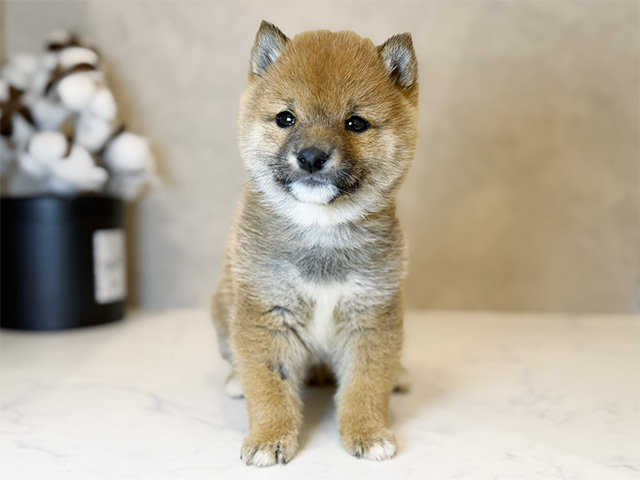 東京都の豆柴 (ペッツファーストららぽーと立川立飛店/2025年10月28日生まれ/男の子/赤)の子犬の1枚目の画像