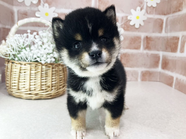 東京都の豆柴 (ペッツファースト晴海店/2025年10月28日生まれ/男の子/黒)の子犬