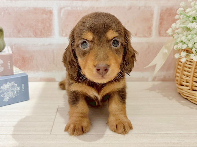 東京都のミニチュアダックスフンド(ロング) (ペッツファースト自由が丘店/2025年10月28日生まれ/男の子/チョコレートタン)の子犬