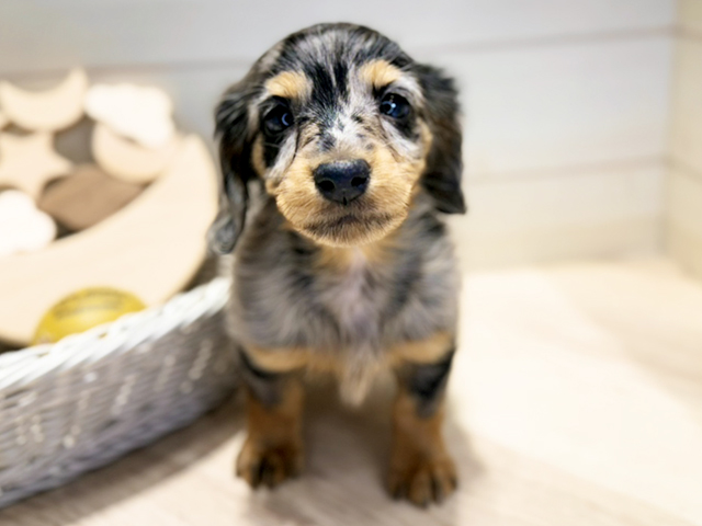 群馬県のカニンヘンダックスフンド(ロング) (ペッツファースト高崎店/2025年10月28日生まれ/女の子/シルバーダップル)の子犬