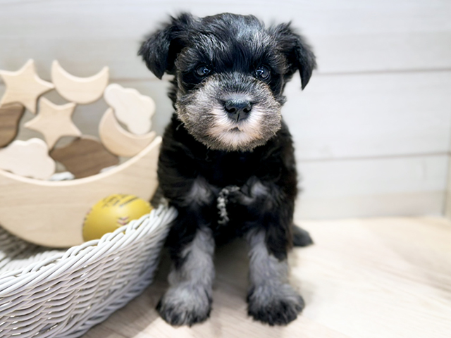 群馬県のミニチュアシュナウザー (ペッツファースト高崎店/2025年10月28日生まれ/女の子/ブラックシルバー)の子犬