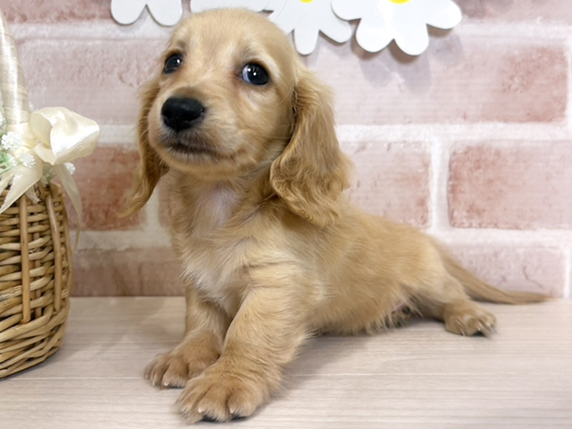 ミニチュアダックスフンド