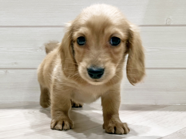 東京都のミニチュアダックスフンド(ロング) (ペッツファースト豊洲店/2025年10月27日生まれ/男の子/ゴールド)の子犬の1枚目の画像