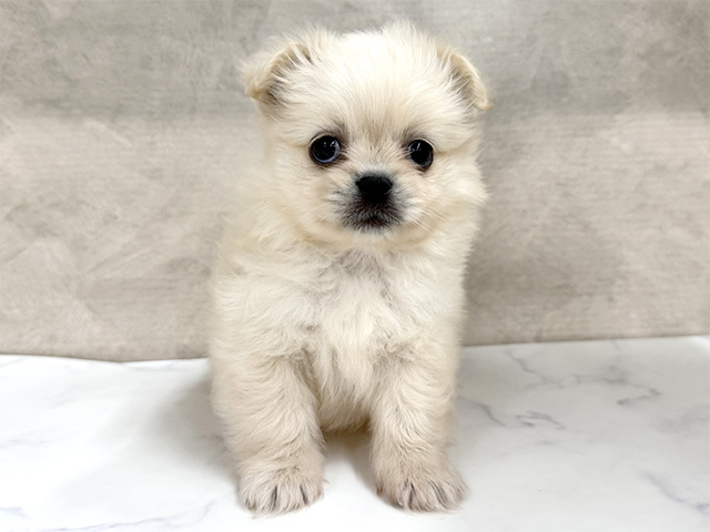 東京都のペキポメ/ポメペキ(ペキニーズ×ポメラニアン) (ペッツファースト八王子多摩美大前店/2025年10月28日生まれ/女の子/クリーム)の子犬の1枚目の画像