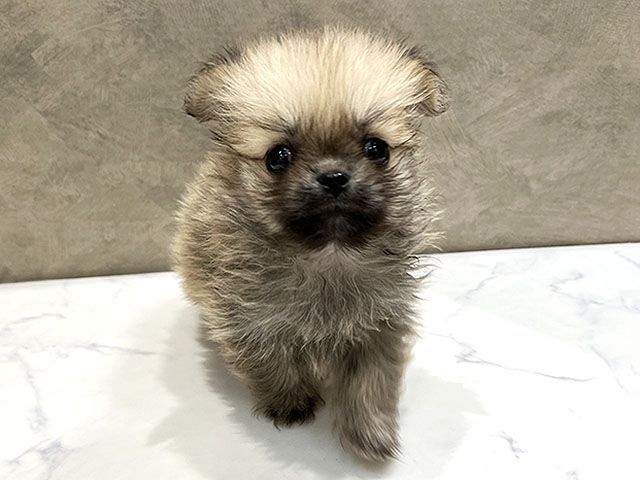 福岡県のペキポメ/ポメペキ(ペキニーズ×ポメラニアン) (ペッツファースト福津店/2025年10月28日生まれ/女の子/クリームセーブル)の子犬の1枚目の画像