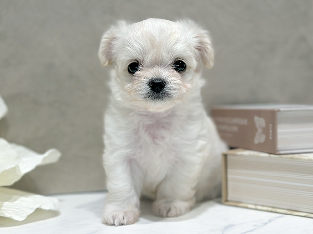 東京都のハーフ犬・ミックス犬 (ペッツファースト代官山店/2025年10月28日生まれ/女の子/クリームホワイト)の子犬