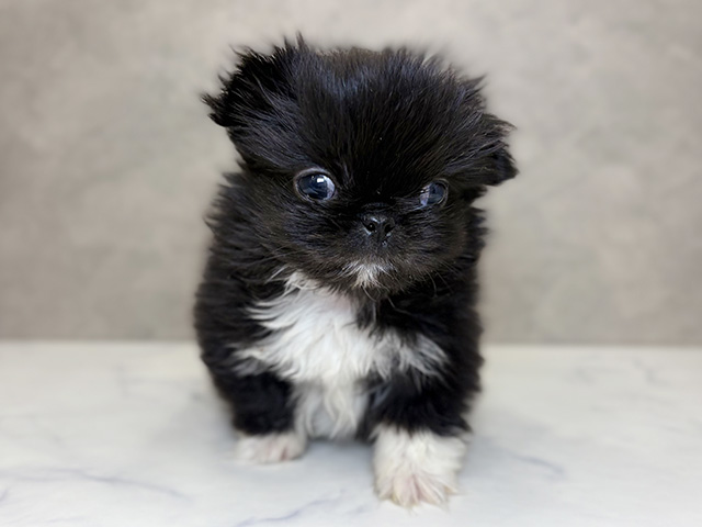 埼玉県のペキニーズ (ペッツファーストPETEMOレイクタウンmori店/2025年10月26日生まれ/男の子/ブラックホワイトマーキングス)の子犬の1枚目の画像