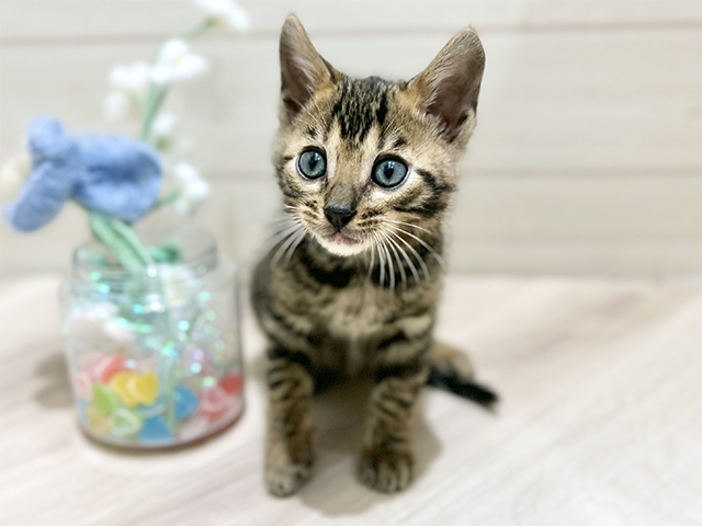 大阪府のベンガル (ペッツファーストららぽーと門真店/2025年10月28日生まれ/男の子/ブラウンスポットタビー)の子猫の1枚目の画像