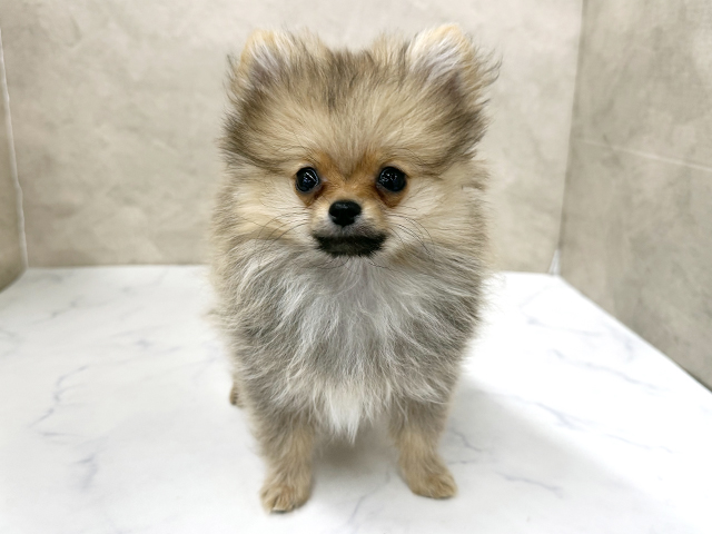 東京都のポメラニアン (ペッツファースト八王子多摩美大前店/2025年10月25日生まれ/男の子/ウルフセーブル)の子犬