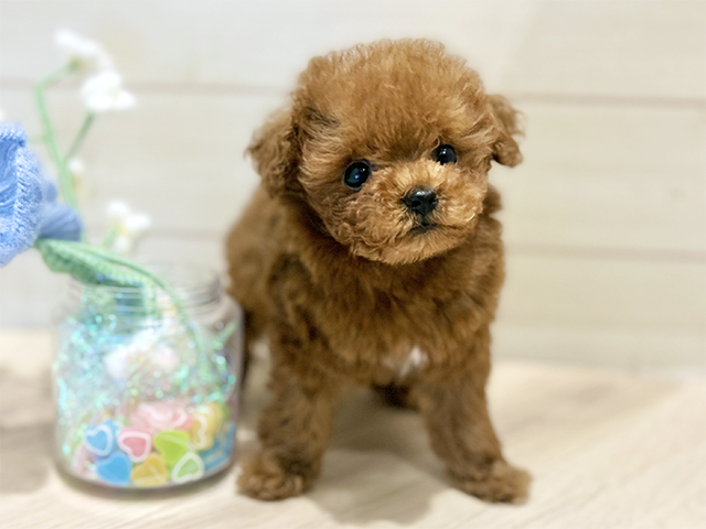 大阪府のトイプードル(ティーカップ) (ペッツファーストららぽーと門真店/2025年10月28日生まれ/女の子/レッド)の子犬の1枚目の画像