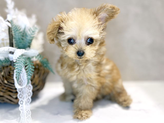 大阪府のトイプードル(ティーカップ) (ペッツファースト茶屋町店/2025年10月16日生まれ/男の子/アプリコット)の子犬の1枚目の画像