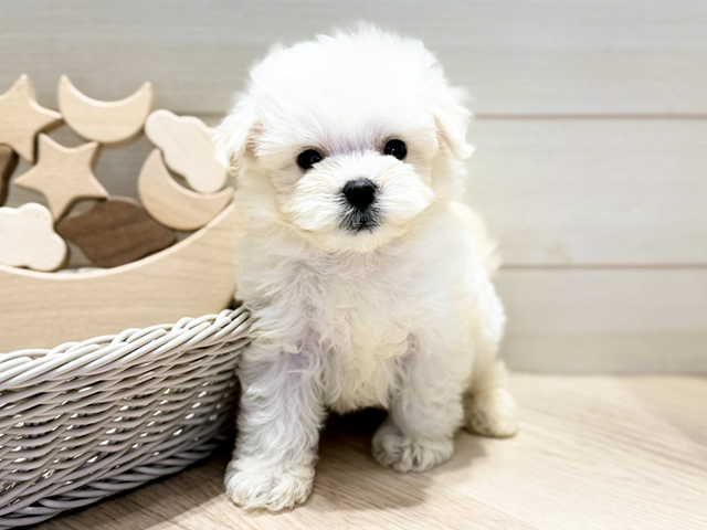 群馬県のマルプー(マルチーズ×プードル) (ペッツファースト高崎店/2025年10月28日生まれ/男の子/ホワイト)の子犬の1枚目の画像