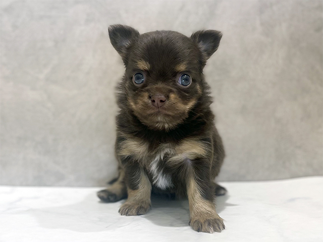 千葉県のチワワ(ロング) (ペッツファーストららぽーとTOKYO-BAY店/2025年10月28日生まれ/女の子/チョコレートタン)の子犬