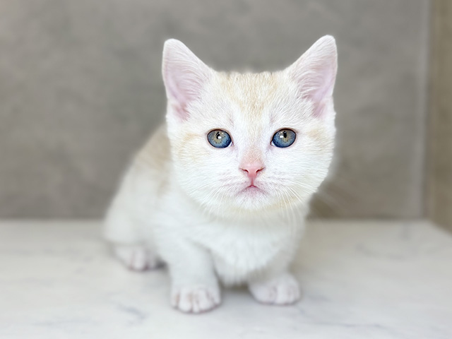 埼玉県のマンチカン (ペッツファーストPETEMOレイクタウンmori店/2025年10月21日生まれ/女の子/クリームタビーホワイト)の子猫の1枚目の画像