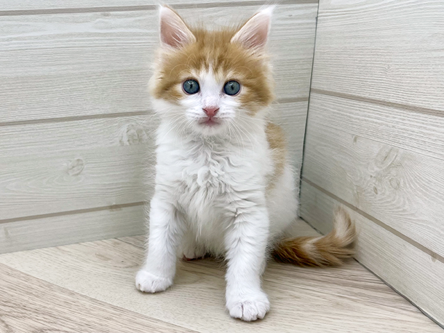 東京都のメインクーン (ペッツファースト渋谷店/2025年10月28日生まれ/男の子/レッドタビーホワイト)の子猫の1枚目の画像