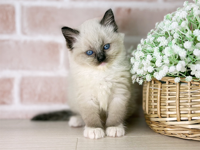 京都府のラグドール (ペッツファースト京都店/2025年10月28日生まれ/女の子/シールポイントミテッド)の子猫