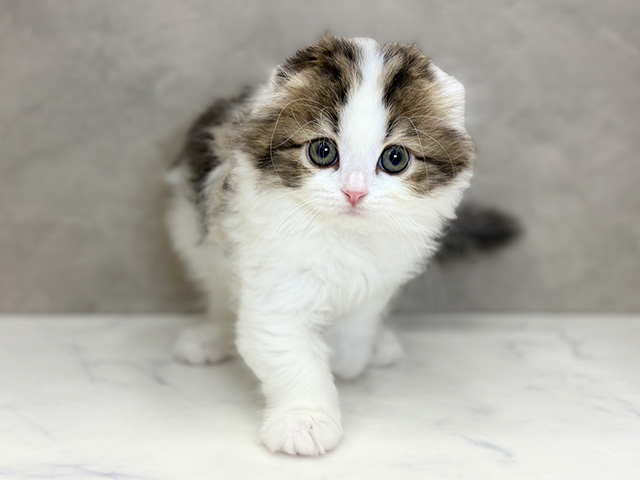 埼玉県のスコティッシュフォールド (ペッツファーストPETEMOレイクタウンmori店/2025年10月24日生まれ/女の子/ブラウンタビーホワイト)の子猫の1枚目の画像