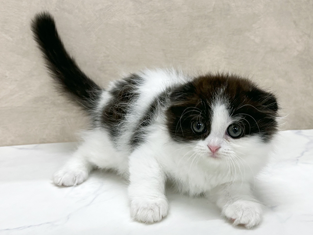 東京都のスコティッシュフォールド (ペッツファースト八王子多摩美大前店/2025年10月24日生まれ/男の子/ブラックスモークホワイト)の子猫