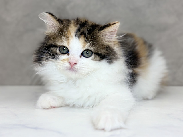 埼玉県のラガマフィン (ペッツファーストPETEMOレイクタウンmori店/2025年10月29日生まれ/女の子/キャリコ)の子猫の1枚目の画像