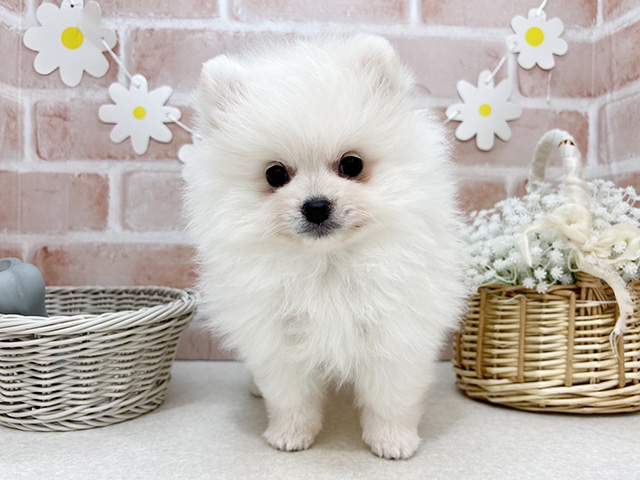 東京都のポメラニアン (ペッツファーストお台場店/2025年10月28日生まれ/女の子/クリーム)の子犬の1枚目の画像