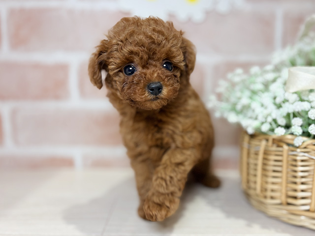 岡山県のトイプードル(タイニー) (ペッツファースト倉敷店/2025年10月29日生まれ/女の子/レッド)の子犬の1枚目の画像