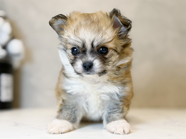 東京都のポメチワ/チワポメ/ポメチー(ポメラニアン×チワワ) (ペッツファーストららぽーと立川立飛店/2025年10月29日生まれ/男の子/オレンジホワイト)の子犬の1枚目の画像