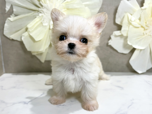 東京都のチワマル/マルチワ(チワワ×マルチーズ) (ペッツファースト原宿店/2025年10月26日生まれ/女の子/クリーム)の子犬の1枚目の画像