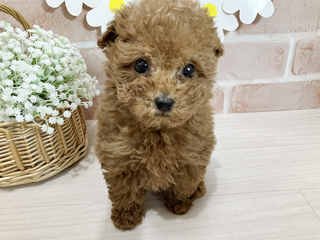 静岡県のトイプードル(タイニー) (ペッツファースト富士南店/2025年10月26日生まれ/男の子/レッド)の子犬の1枚目の画像