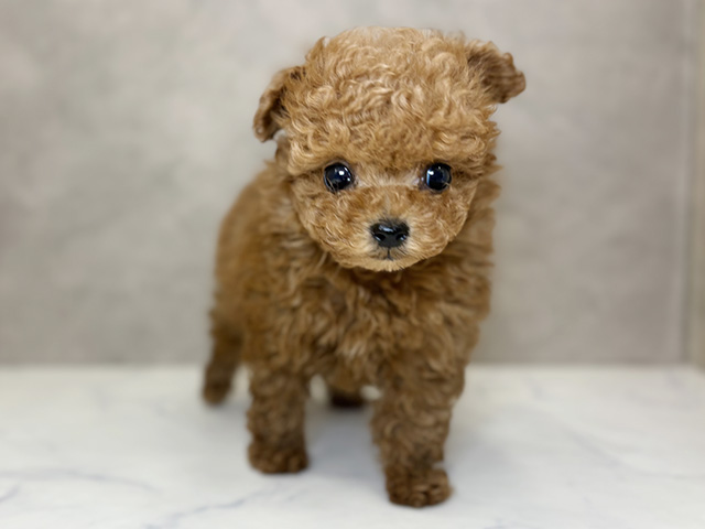 埼玉県のトイプードル(タイニー) (ペッツファーストPETEMOレイクタウンmori店/2025年10月26日生まれ/女の子/レッド)の子犬の1枚目の画像