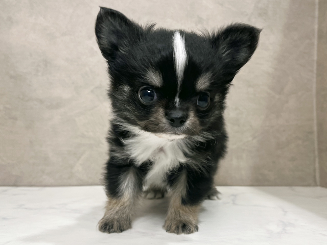 東京都のチワワ(ロング) (ペッツファースト武蔵小山店/2025年10月29日生まれ/男の子/ブラックタンホワイト)の子犬の1枚目の画像