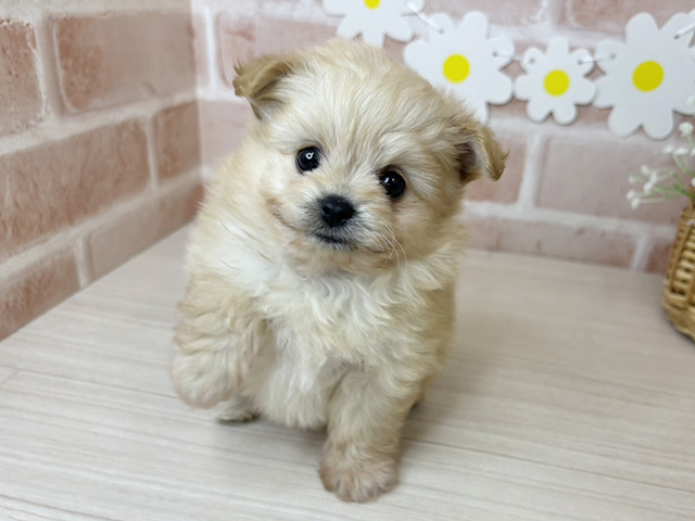 鹿児島県のポメプー(ポメラニアン×プードル) (ペッツファースト鹿児島店/2025年10月28日生まれ/女の子/アプリコット)の子犬の1枚目の画像