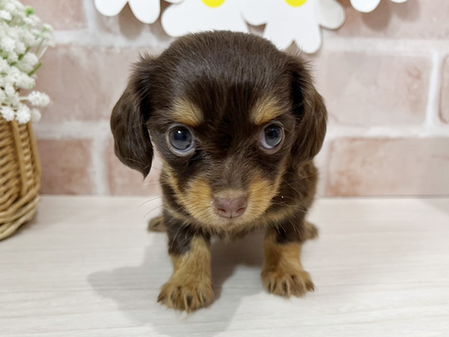 静岡県のチワックス(チワワ×ダックス) (ペッツファースト富士南店/2025年10月28日生まれ/女の子/チョコレートタン)の子犬
