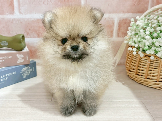 東京都のポメラニアン (ペッツファースト自由が丘店/2025年10月29日生まれ/男の子/クリームセーブル)の子犬の1枚目の画像