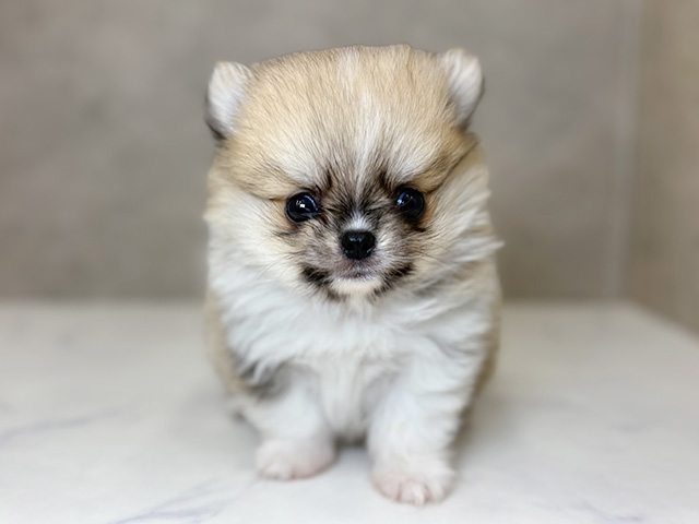 埼玉県のポメチワ/チワポメ/ポメチー(ポメラニアン×チワワ) (ペッツファーストPETEMOレイクタウンmori店/2025年10月29日生まれ/男の子/オレンジホワイト)の子犬の1枚目の画像