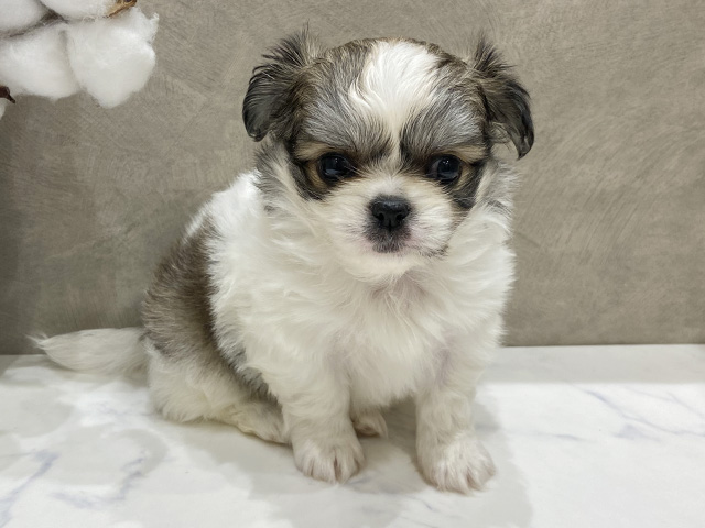 愛知県のチワペキ/ペキチー/ペキチワ(チワワ×ペキニーズ) (ペッツファースト名古屋栄店/2025年10月28日生まれ/女の子/パーティーカラー)の子犬の1枚目の画像